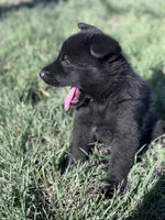 Solid black female , a female German Shepherd Dog for sale in Atascosa, TX – Photo 9 of 10