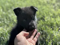Solid black male #1 , a male German Shepherd Dog for sale in Atascosa, TX – Photo 4 of 10