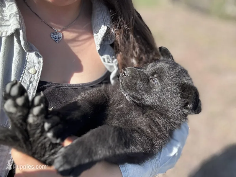 Solid black male #1  – German Shepherd Dog puppy for sale in Atascosa, TX