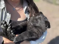 Solid black male #1 , a male German Shepherd Dog for sale in Atascosa, TX – Photo 1 of 10