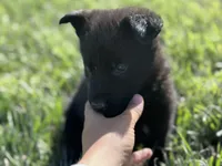 Solid black male #1 , a male German Shepherd Dog for sale in Atascosa, TX – Photo 5 of 10