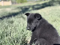 Solid black male #1 , a male German Shepherd Dog for sale in Atascosa, TX – Photo 8 of 10