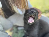 Solid black male #1 , a male German Shepherd Dog for sale in Atascosa, TX – Photo 3 of 10