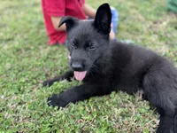 Solid black male #2 , a male German Shepherd Dog for sale in Atascosa, TX – Photo 3 of 4