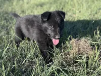 Solid black male #2 , a male German Shepherd Dog for sale in Atascosa, TX – Photo 2 of 4