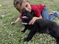 Solid black male #2 , a male German Shepherd Dog for sale in Atascosa, TX – Photo 4 of 4