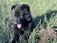 Solid black male #2 , a male German Shepherd Dog for sale in Atascosa, TX – Photo 1 of 4