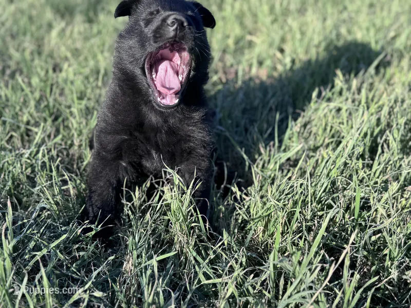 Solid black male #2  – German Shepherd Dog puppy for sale in Atascosa, TX