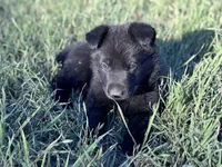 Solid black male #2 , a male German Shepherd Dog for sale in Atascosa, TX – Photo 4 of 4