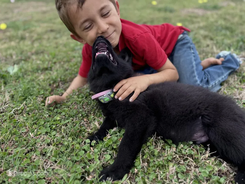 Solid black male #2  – German Shepherd Dog puppy for sale in Atascosa, TX