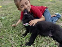 Solid black male #2 , a male German Shepherd Dog for sale in Atascosa, TX – Photo 1 of 4