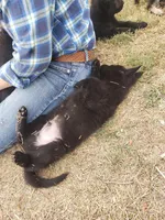 Solid black male #2 , a male German Shepherd Dog for sale in Atascosa, TX – Photo 2 of 4