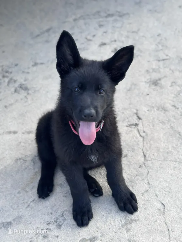 Solid black male #2  – German Shepherd Dog puppy for sale in Atascosa, TX