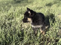 Brown/black male , a male German Shepherd Dog for sale in Atascosa, TX – Photo 8 of 10
