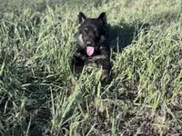 Brown/black male , a male German Shepherd Dog for sale in Atascosa, TX – Photo 9 of 10