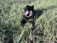 Brown/black male , a male German Shepherd Dog for sale in Atascosa, TX – Photo 4 of 10