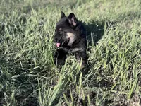 Brown/black male , a male German Shepherd Dog for sale in Atascosa, TX – Photo 5 of 10