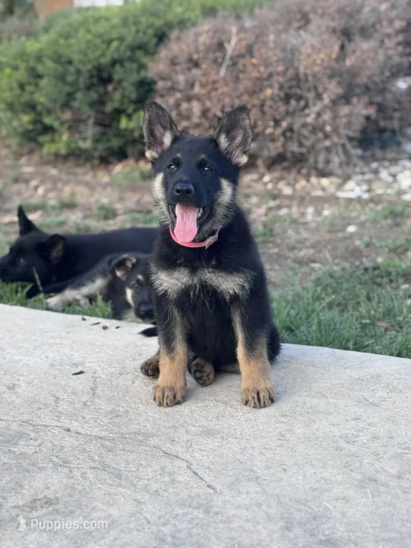 Brown/black male  – German Shepherd Dog puppy for sale in Atascosa, TX