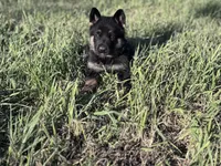 Brown/black male , a male German Shepherd Dog for sale in Atascosa, TX – Photo 10 of 10