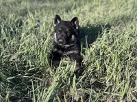 Brown/black male , a male German Shepherd Dog for sale in Atascosa, TX – Photo 7 of 10