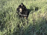Brown/black male , a male German Shepherd Dog for sale in Atascosa, TX – Photo 3 of 10