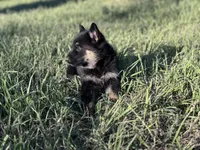 Brown/black male , a male German Shepherd Dog for sale in Atascosa, TX – Photo 6 of 10