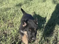 Brown/black male , a male German Shepherd Dog for sale in Atascosa, TX – Photo 2 of 10