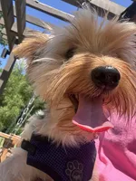 King , a male Yorkshire Terrier for sale in Madison, AL – 2 of 4