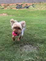 King , a male Yorkshire Terrier for sale in Madison, AL – 4 of 4