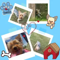 King , a male Yorkshire Terrier for sale in Madison, AL – 3 of 4