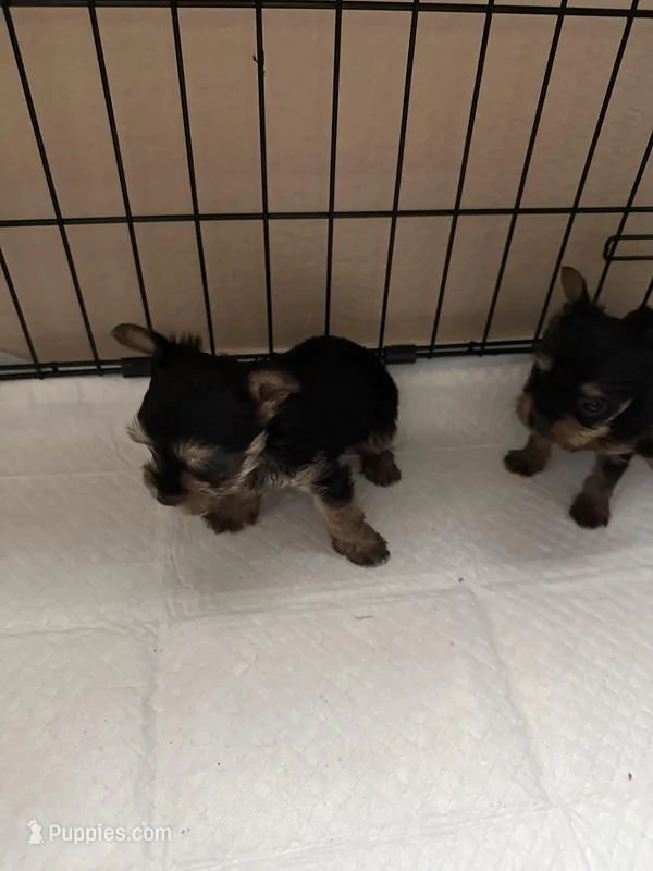 Swanee – Yorkshire Terrier puppy for sale in Keller, TX