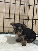 Swanee, a female Yorkshire Terrier for sale in Keller, TX – Photo 3 of 5