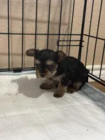 Swanee, a female Yorkshire Terrier for sale in Keller, TX – Photo 5 of 5