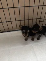 Swanee, a female Yorkshire Terrier for sale in Keller, TX – Photo 2 of 5