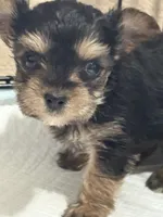 Swanee, a female Yorkshire Terrier for sale in Keller, TX – Photo 4 of 5