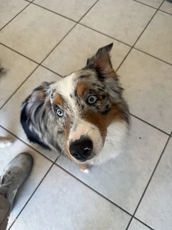 Zuko – Australian Shepherd puppy for sale in Saint Cloud, FL