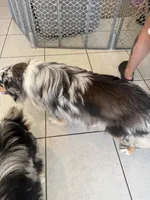 Kash, a male Australian Shepherd for sale in Saint Cloud, FL – 2 of 2