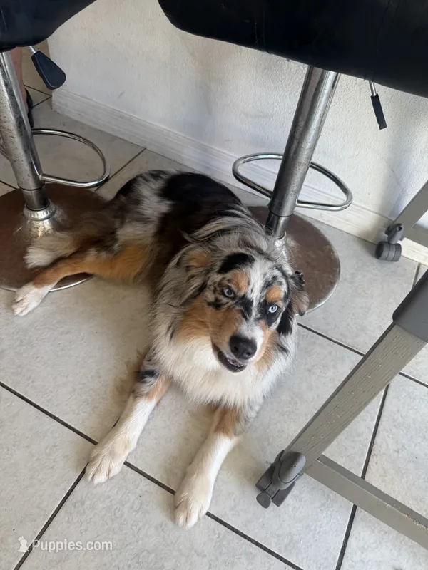 Kash – Australian Shepherd puppy for sale in Saint Cloud, FL