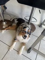 Kash, a male Australian Shepherd for sale in Saint Cloud, FL – 1 of 2
