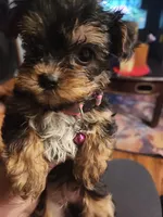 Pink collar, a female Yorkshire Terrier for sale in Endicott, NY – 1 of 1