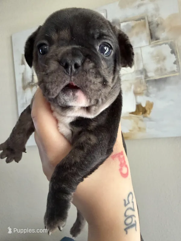Little mama  – French Bulldog puppy for sale in Sacramento, CA