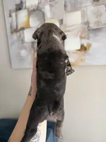 Little mama , a female French Bulldog for sale in Sacramento, CA – Photo 2 of 2