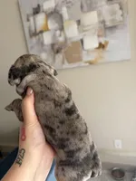 Honey, a female French Bulldog for sale in Sacramento, CA – Photo 2 of 2