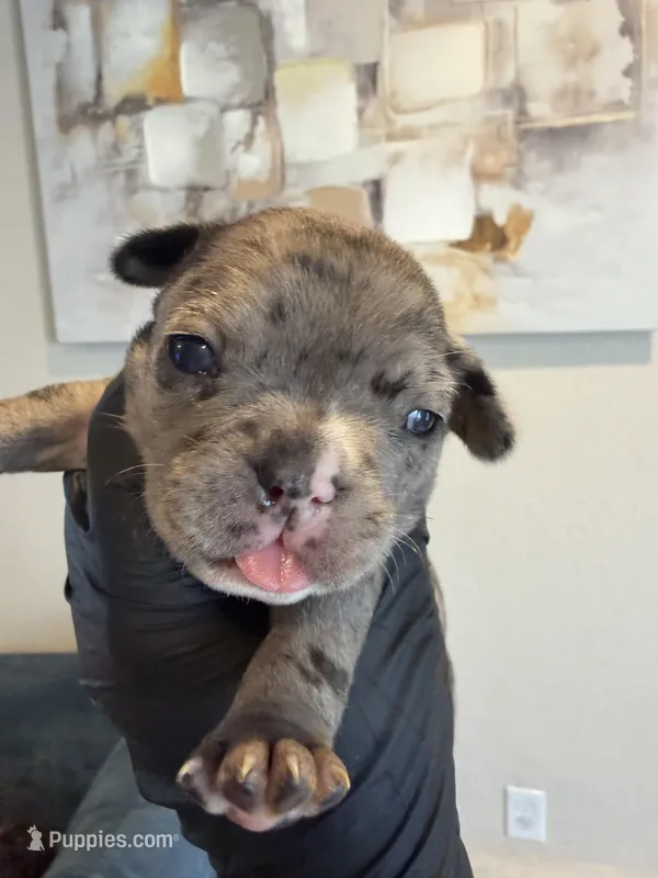 Honey – French Bulldog puppy for sale in Sacramento, CA