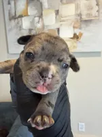 Honey, a female French Bulldog for sale in Sacramento, CA – Photo 1 of 2