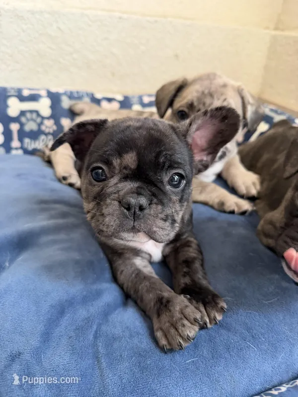 Babygirl – French Bulldog puppy for sale in Sacramento, CA