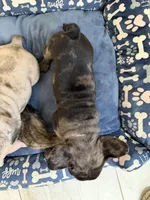 Babygirl, a female French Bulldog for sale in Sacramento, CA – Photo 2 of 4