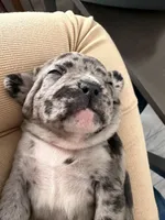 Lovebug, a female French Bulldog for sale in Sacramento, CA – Photo 3 of 3