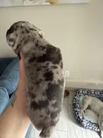 Lovebug, a female French Bulldog for sale in Sacramento, CA – Photo 2 of 3