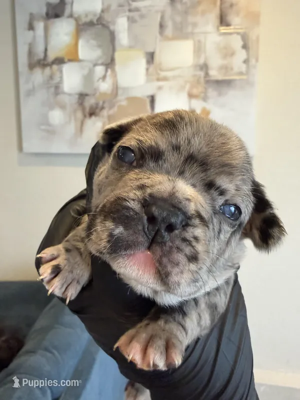 Lovebug – French Bulldog puppy for sale in Sacramento, CA